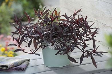 《游戏王：大师决斗》下载量超2000万 为玩家发放1000宝石奖励