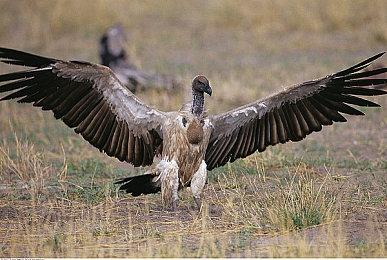 《纸嫁衣5来生戏》Steam版正式发售 首发折后28.8元